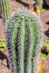 Kaktus der Art Pachycereus pringlei