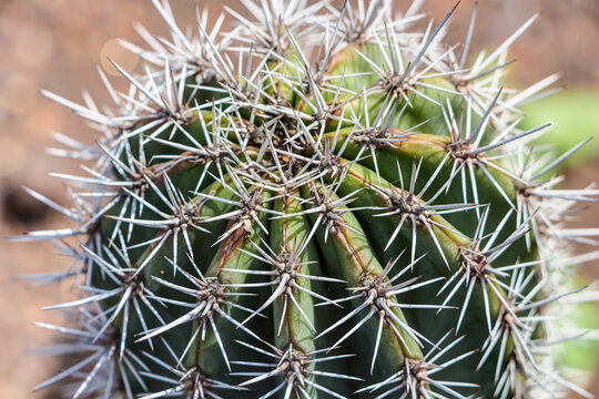 Kaktus der Art Pachycereus pringlei