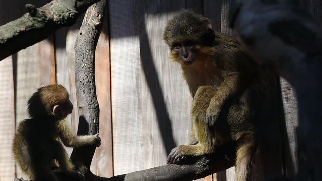 The Gabon Talapoin (Miopithecus Ogouensis), also known as the Northern Talapoin, is a Small Species of African Monkey in the family Cercopithecidae. Baby Monkey Plays with its Mom in Czech Zoo.