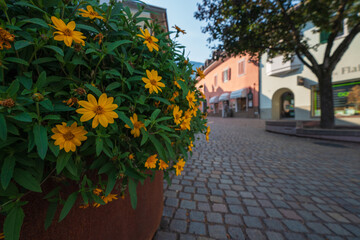 Fototapeta na wymiar The old town of Eppan in the Italian South Tyrol with prominent flowers in the foreground and defocused architecture in the background.