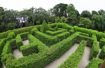 The Ashcombe Maze -  and Lavender Gardena, Victoria, Australia