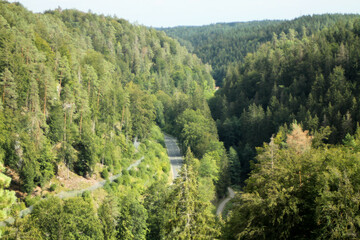 Coniferous forest in summer, photographed in Germany Bavaria