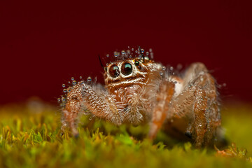 Close up  beautiful jumping spider  