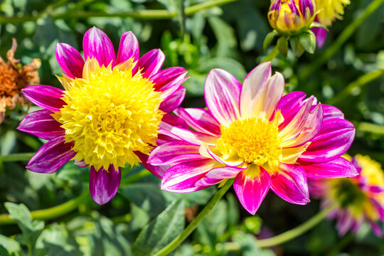 Dekorative Dahlien Tomo in voller, schöner Blüte