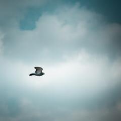 pigeon in the sky