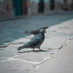Obraz premium pigeon on the street