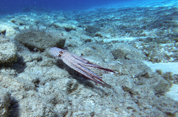 Big octopus vulgaris swimming underwater image in the Mediterranean Sea