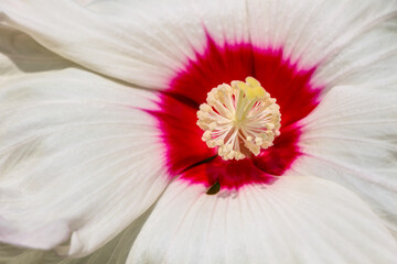 Stauden-Hibiskus in voller Blüte