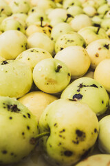 background of ripe apples/ripe green apples as a background