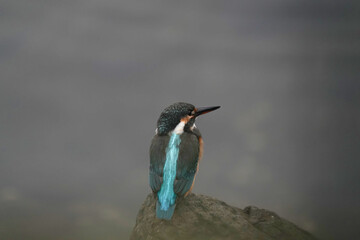 kingfisher on rock