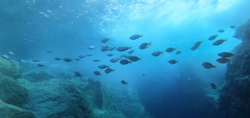 Fototapeta na wymiar Big fish bank school of sarpa salpa swimming between the sunbeam underwater in Ikaria, Greece