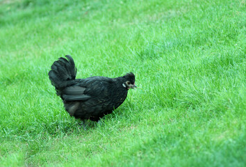 a free roaming chicken in a green meadow