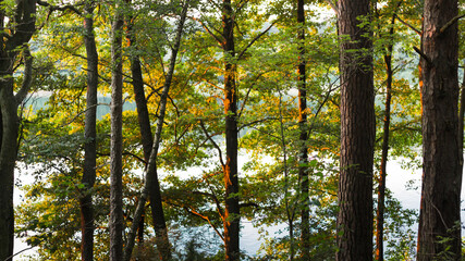 beautiful trees on the lake in rays of the setting sun