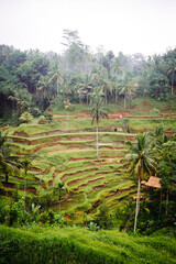 Rice fields