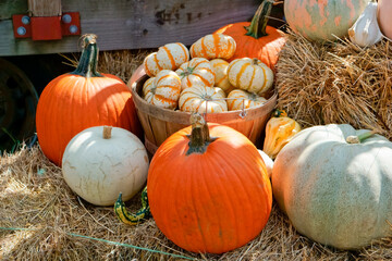 A variety of freshly harvested Pumpkins in farm basket