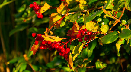 red berries viburnum on a branch