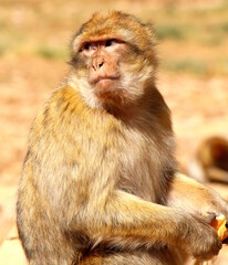Macaques of Middle Atlas, Morocco.