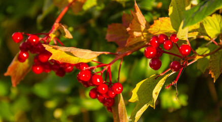 red berries viburnum 