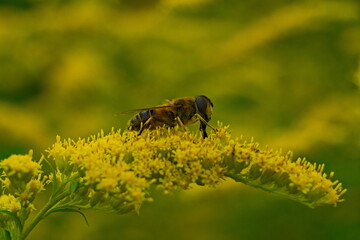 bee on yellow flower