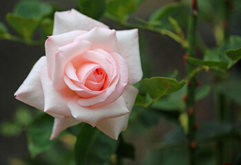 Pastel Rose