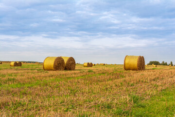 golden round bales of straw lie on the harvested field during sunset, evening autumn time with blue sky with clouds