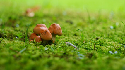 A group of small mushrooms on the lawn