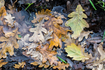 Fallen Autumn leaves in water
