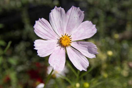 Garden cosmos (Cosmos bipinnatus) flower blooming 