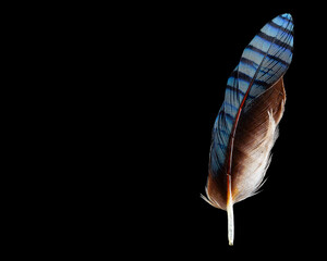 white-blue feather of a jay bird on a black background
