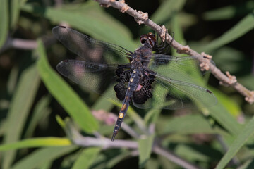 Spiketail Dragonfly female in the garden