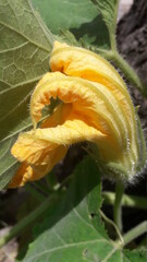 Uma flor de ab&oacute;bora amarela fechada