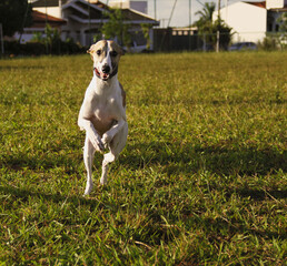 dog running
