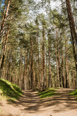 Sunlight passes through the pine trees in the spring forest. Park area for relaxation and walking