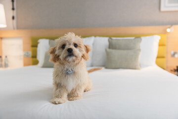 Dog playing on the bed with a toy
