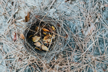 Empty bird's nest on the ground, with unfocused background, and enraged sticks and natural copy space.