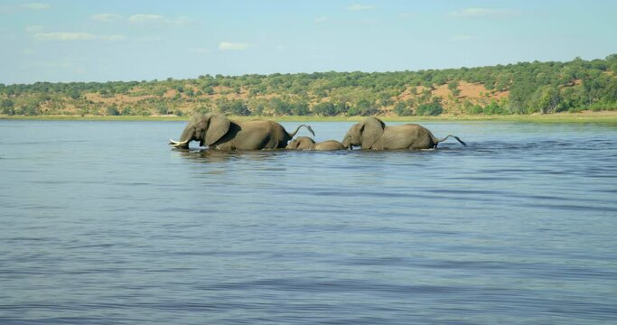 Pan left, family of elephants cross river in Botswana