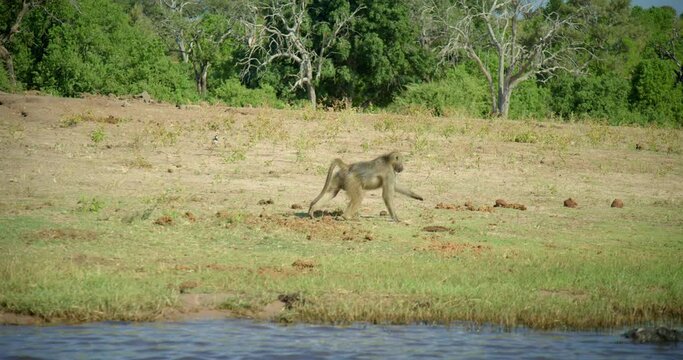 View of monkey on Botswana safari, handheld