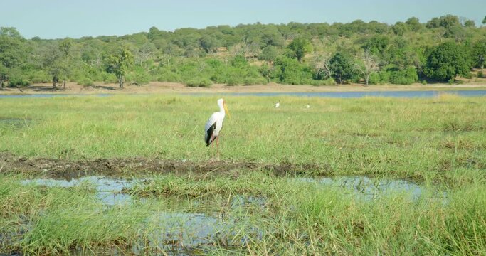 White bird looks for food in Botswana, handheld