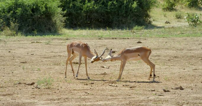 Pair of antelopes in Botswana savanna, handheld