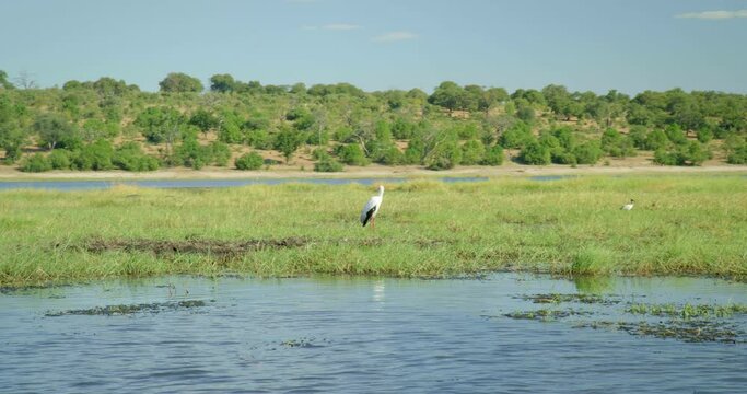 Handheld, birds along river in Botswana