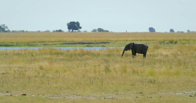 Wide, lone elephant in Botswana savanna