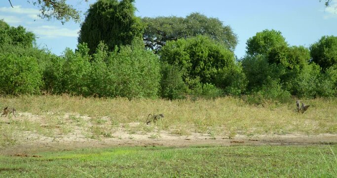 Monkeys by tree in Botswana, handheld