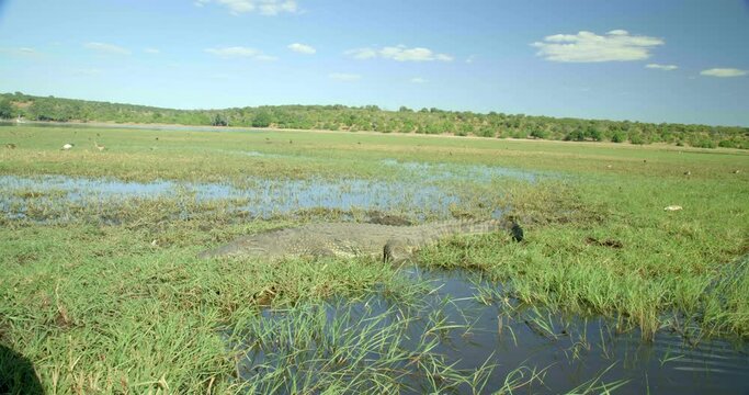 Hidden crocodile in Botswana safari, wide