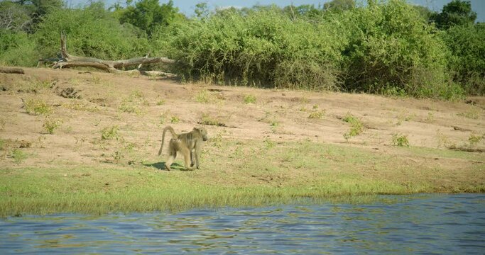 Monkey on riverbank in Botswana, handheld