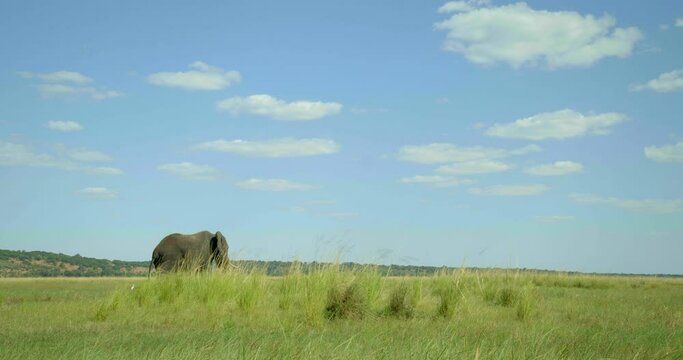 Wide, lone elephant in Botswana safari