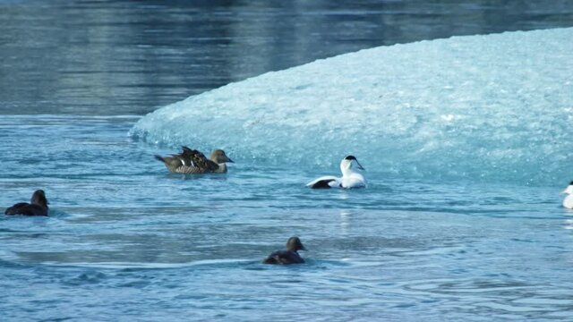 Panning shot, flock of birds rest on iceberg in Iceland