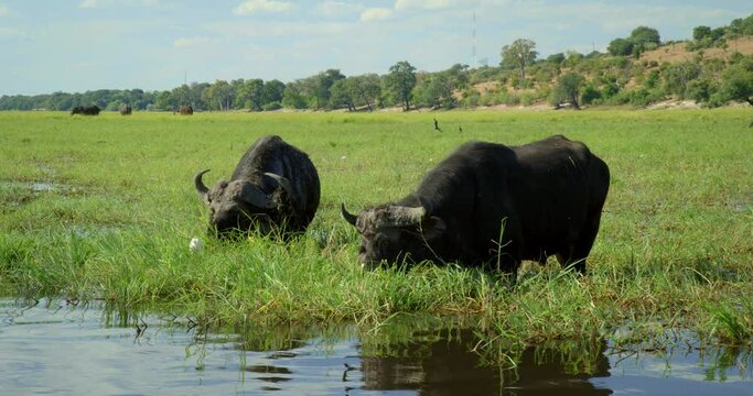 Medium shot, water buffalo along river in Botswana