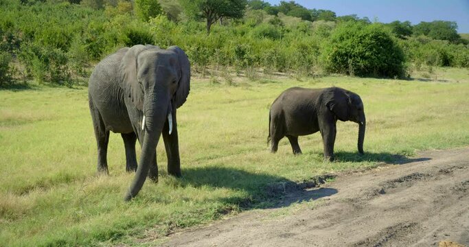 Tilt up, pair of elephants by dirt road in Botswana