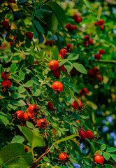 dog-rose, canker-rose