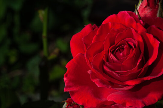 Close-up view of beautiful blooming red rose flower